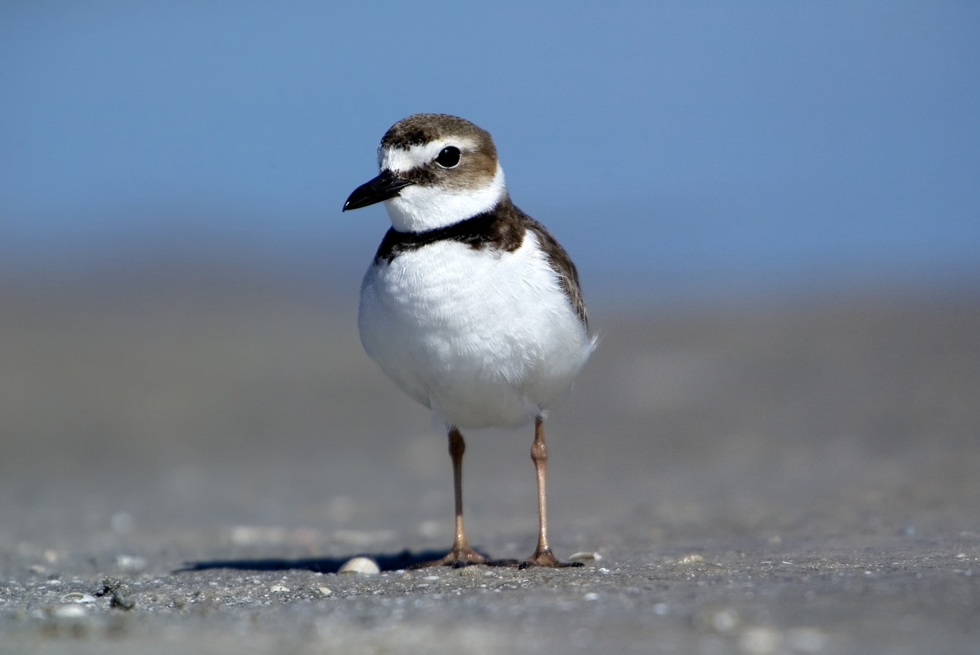 Plover Identification Guide Wilson's Plover | Audubon Field Guide