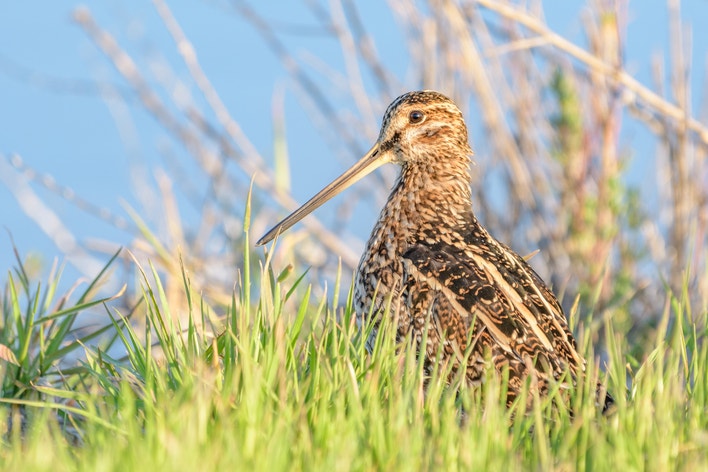 Snipe Size Wilson's Snipe | Audubon Field Guide