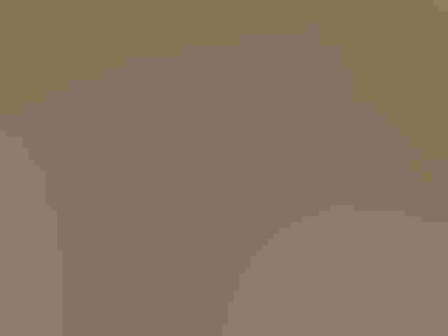 Breeding adult. Photo: Imran Shah/Flickr (CC BY SA 2.0)