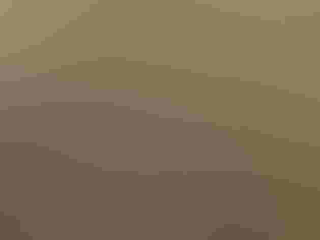 Breeding adults. Photo: Imran Shah/Flickr (CC BY SA 2.0)