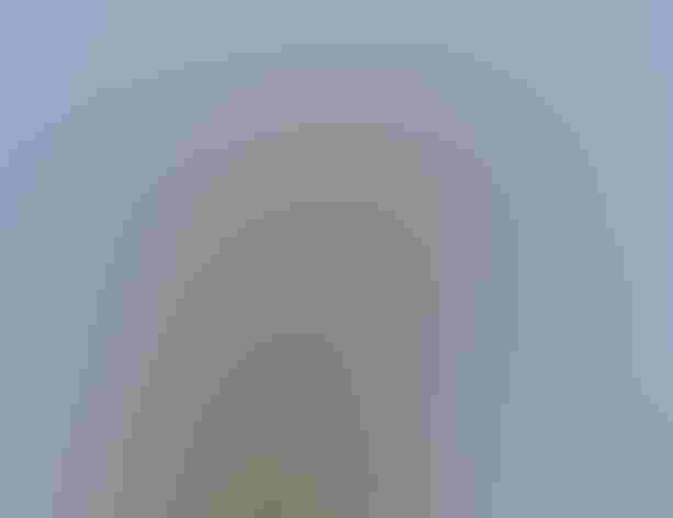 Breeding adult. Photo: Clive Griffin/Flickr (CC BY NC ND 2.0)