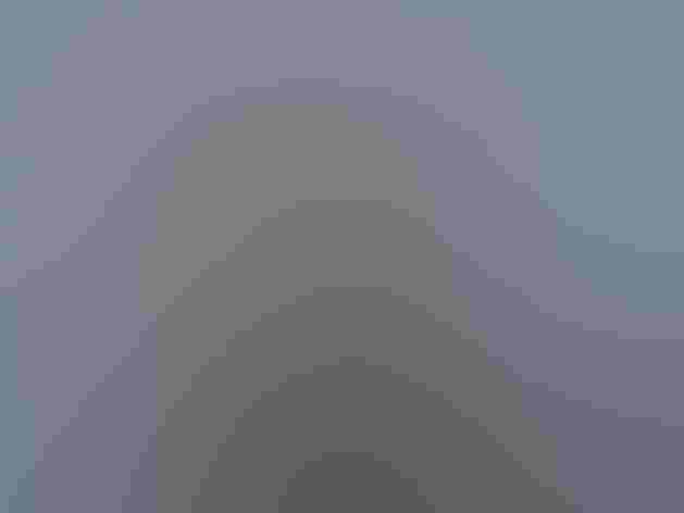 Breeding adult. Photo: Clive Griffin/Flickr (CC BY NC ND 2.0)