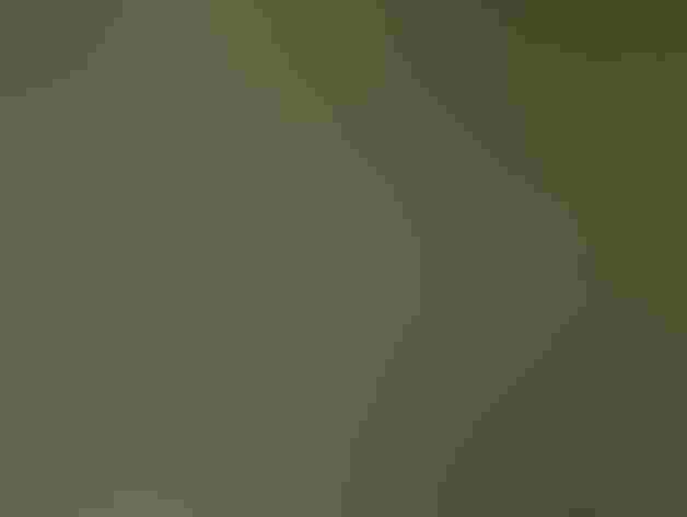 Adult. Photo: Andy Reago and Chrissy McClarren/Flickr (CC BY 2.0)