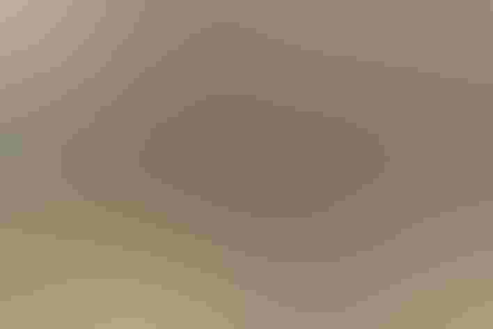 Adult. Photo: RejeanJ Deschenes/Flickr (CC BY NC 2.0)