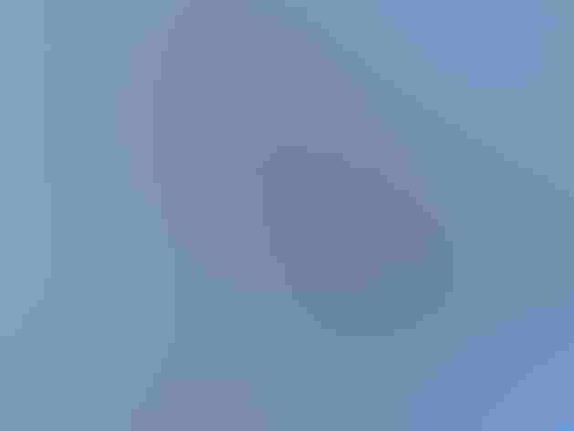 Adult. Foto: Andrew Reding/Flickr (CC-BY-NC-ND-2.0)