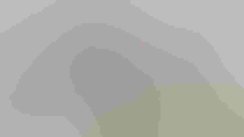 Adult. Foto: Allan Hack/Flickr (CC-BY-ND-2.0)