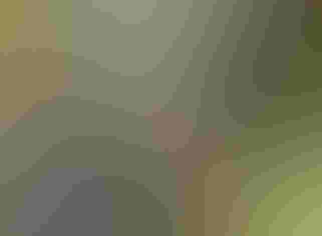 Adult. Foto: Alan Schmierer/Flickr (CC-BY-PUBLIC-DOMAIN)