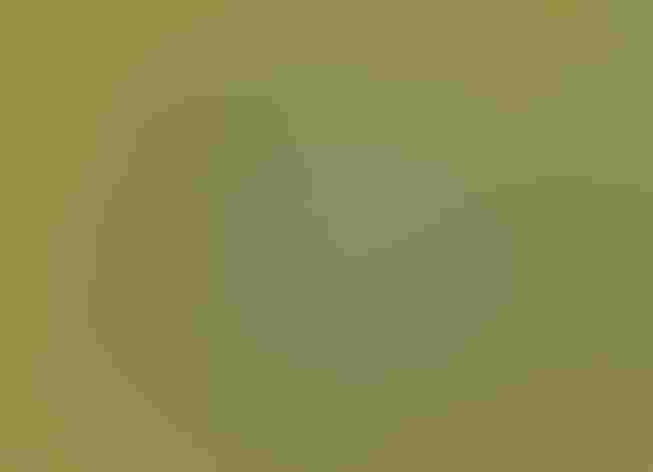 Adult. Foto: Alan Schmierer/Flickr (CC-BY-PUBLIC-DOMAIN)