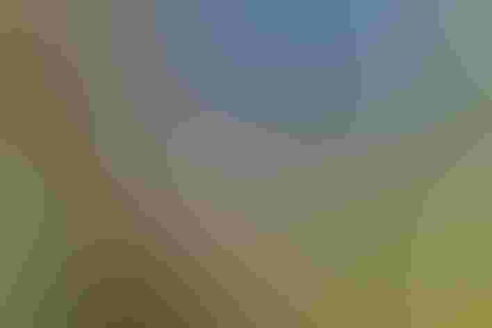 Adult. Foto: Alan Schmierer/Flickr (CC-BY-PUBLIC-DOMAIN)