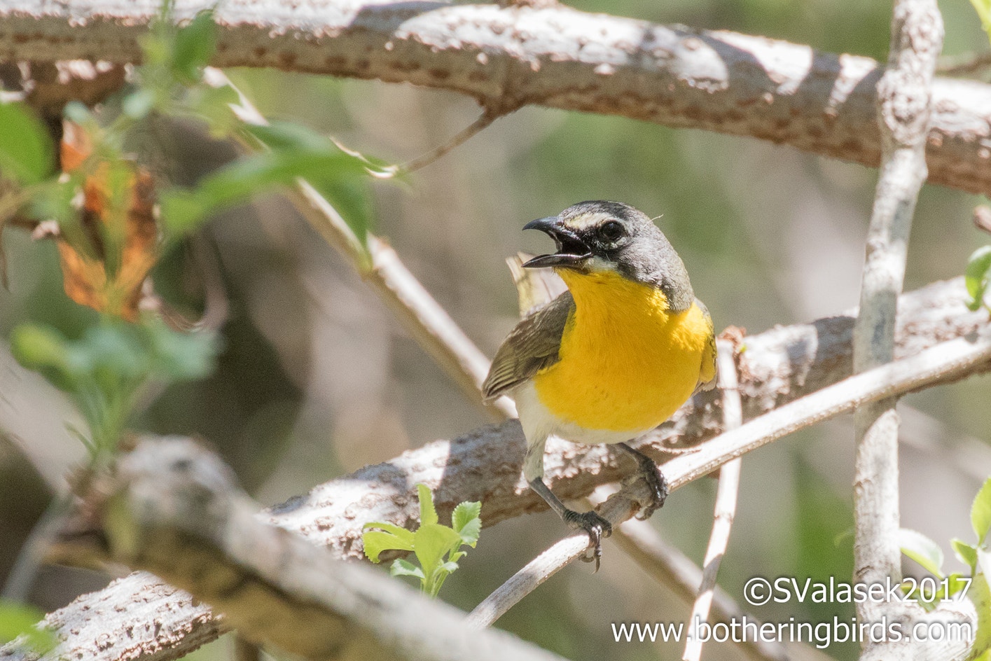 Yellow-breasted Chat | Audubon Field Guide