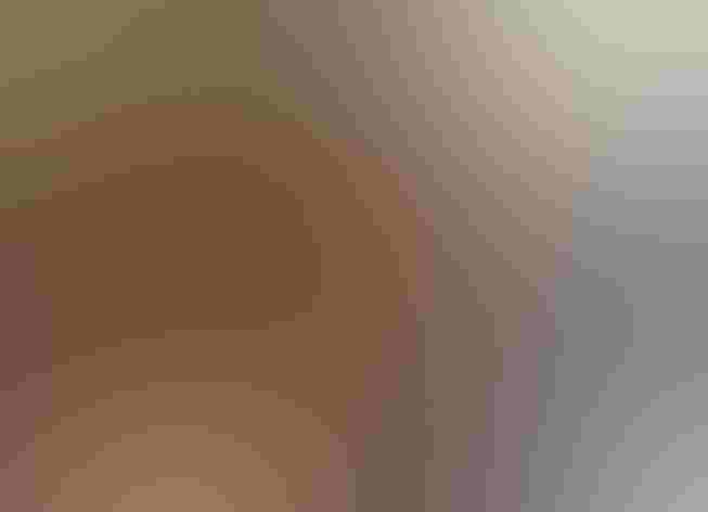 Adult. Photo: Dan Mooney/Flickr (CC BY NC 2.0)