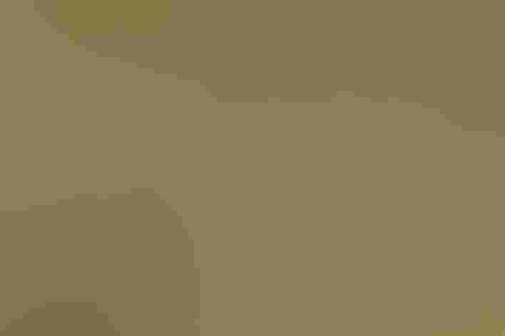 Adult. Photo: Agami Photoagency/Alamy