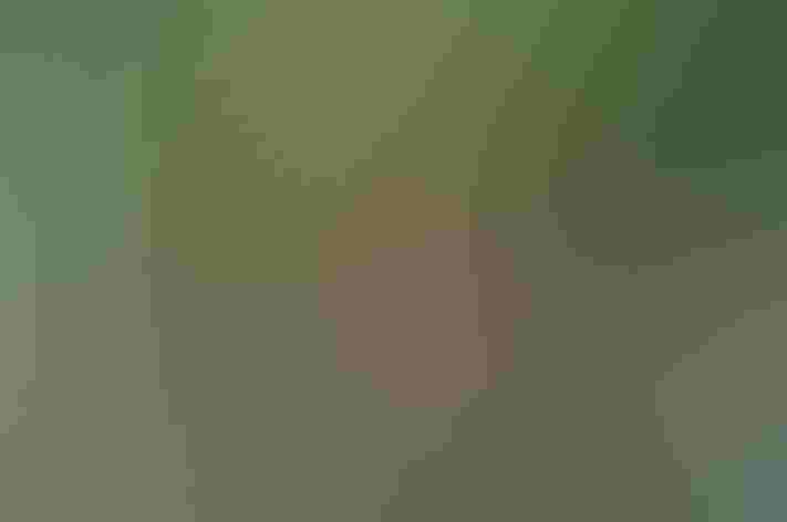 Adult. Photo: Mark Yokoyama/Flickr (CC-BY-NC-ND-2.0)