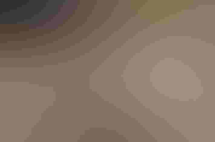 Adult. Photo: Mark Yokoyama/Flickr (CC-BY-NC-ND-2.0)