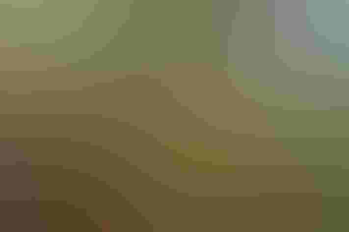 Juvenile. Photo: Mark Yokoyama/Flickr (CC-BY-NC-ND-2.0)