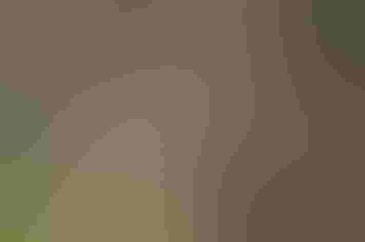 Adult. Photo: Brandon Trentler/Flickr (CC-BY-2.0)