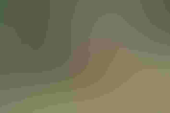 Adult. Photo: Charles J Sharp/Wikimedia