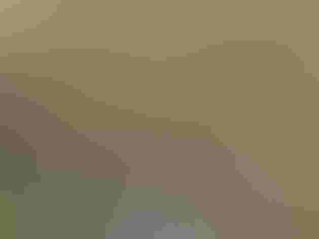 Adult. Photo: Dick Daniels/Wikimedia