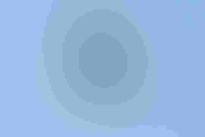 Juvenile. Photo: Bettina Arigoni/Flickr (CC BY 2.0)