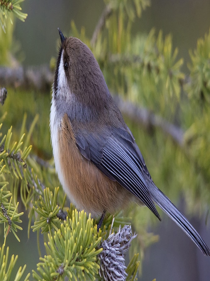 Red Chickadee Southern Red Oak | Audubon
