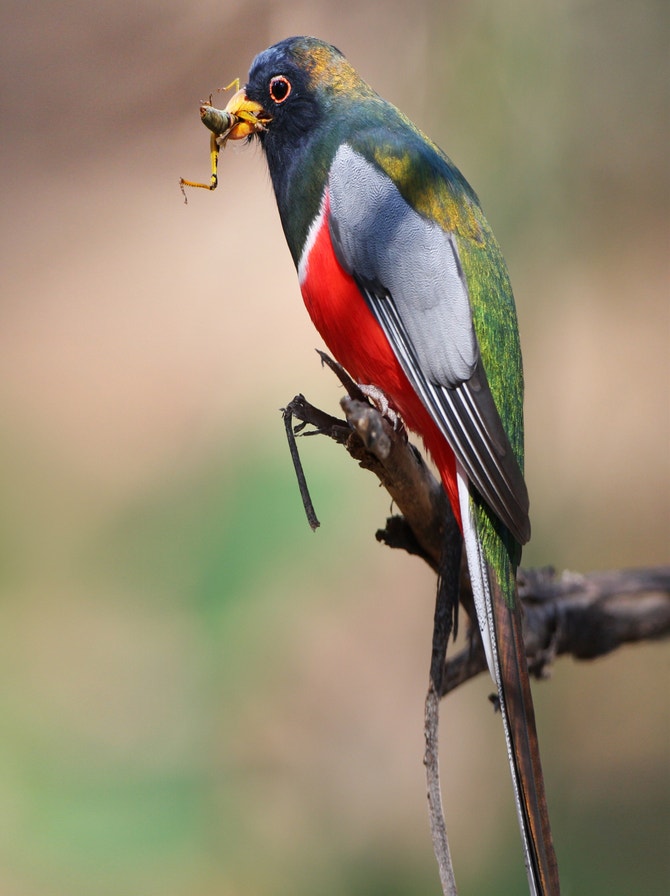 Trogons | Audubon