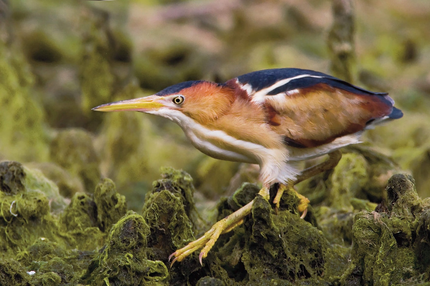 Least Bittern Least Bittern In Peak Breeding Plumage. | Bird