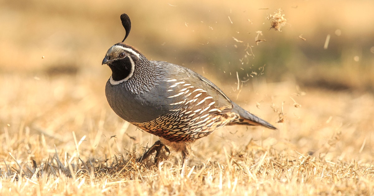 California Quail | Audubon Field Guide