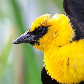 Yellow-headed Blackbird