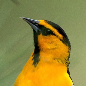Bullock's Oriole