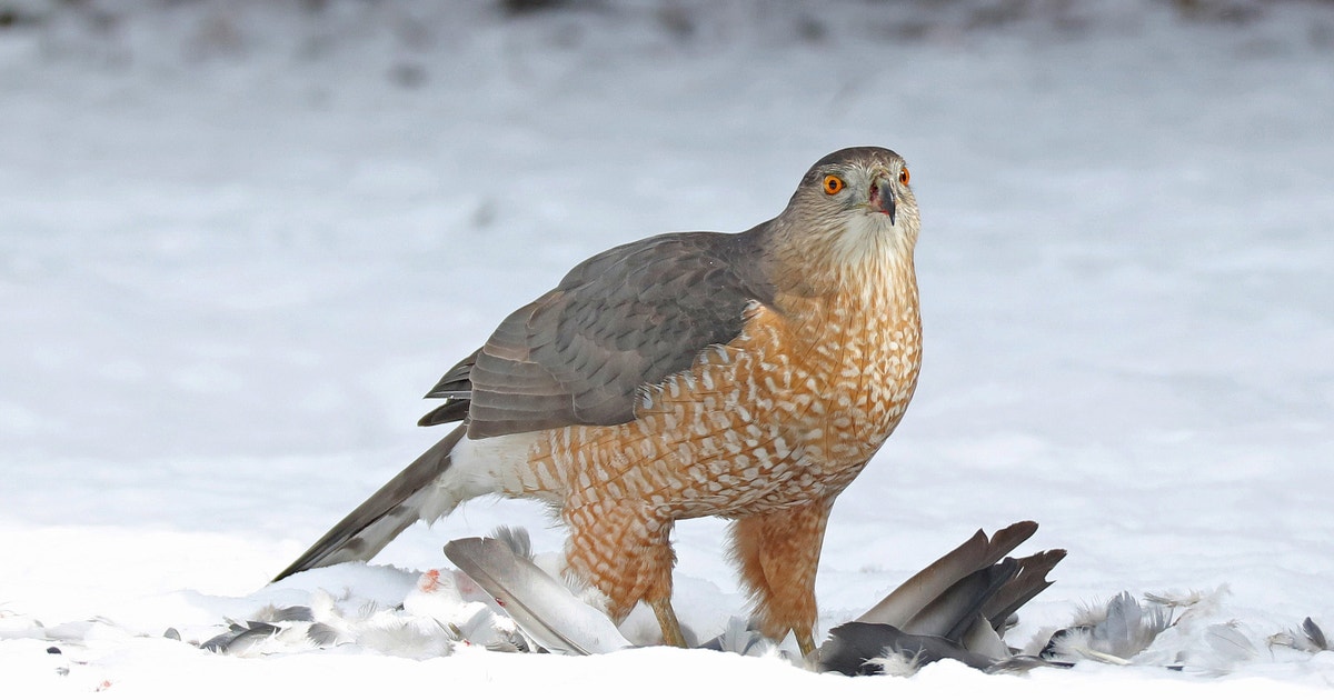 Cooper's Hawk | Audubon Field Guide