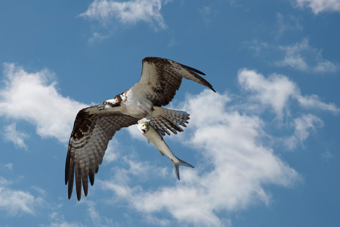 backpacking ospreys following their migration all about birdsall about birds Ospreys: The Revival of a Global Raptor: 9781421427157: Poole, Alan F.: Books Early Spring Migrants | New