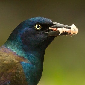 Common Grackle