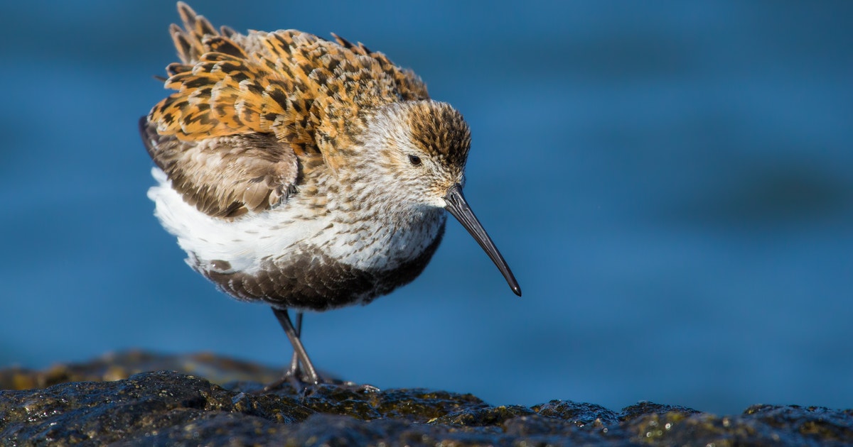 Dunlin Identification Dunlin | Audubon Field Guide