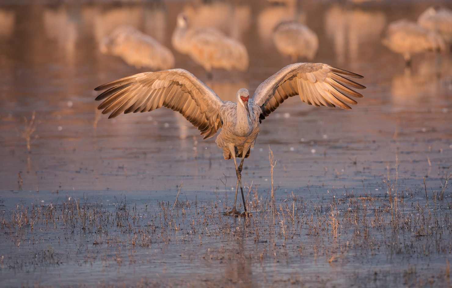 Sandhill Crane | Audubon Field Guide