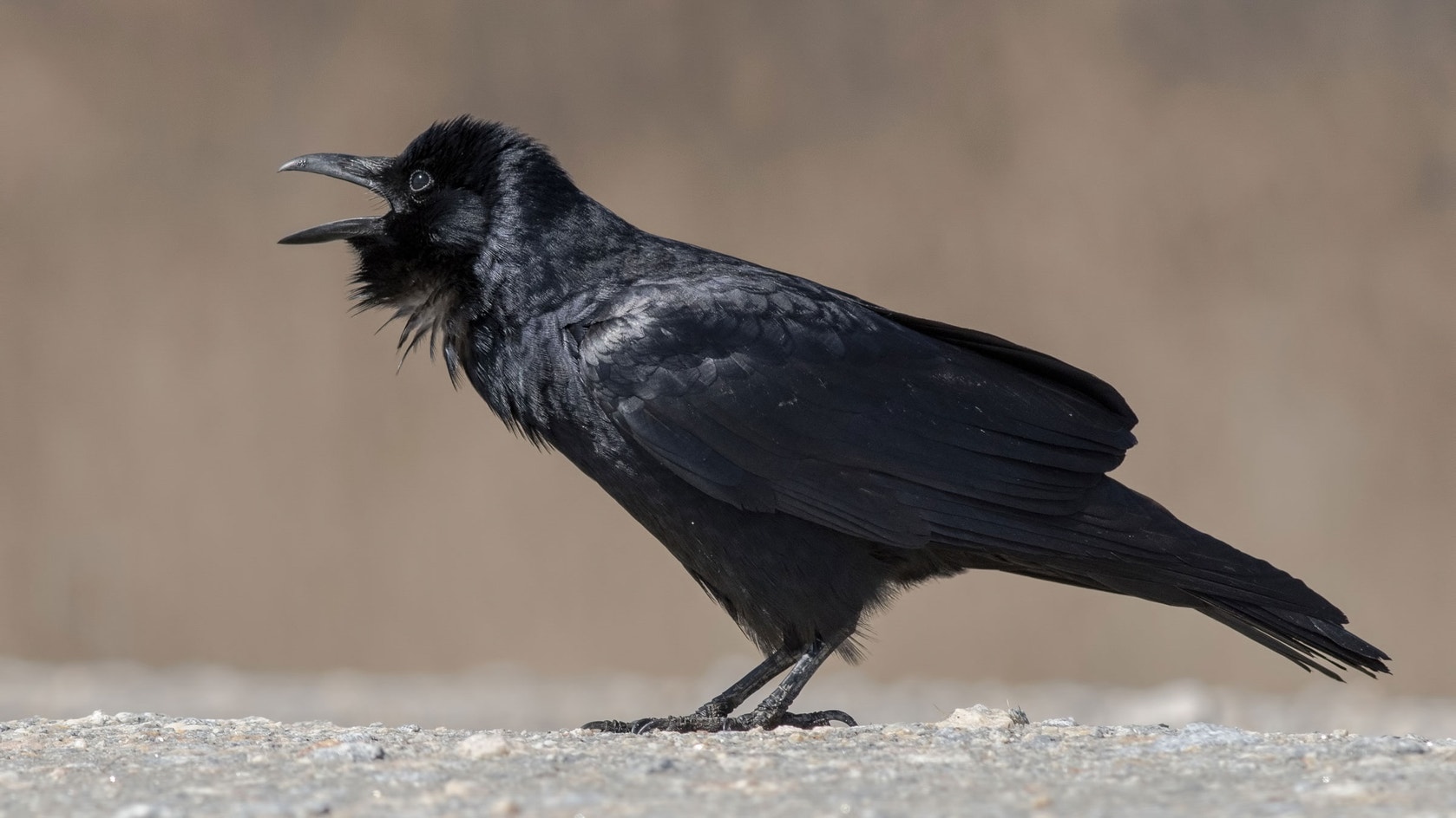 Fish Crow | Audubon Field Guide