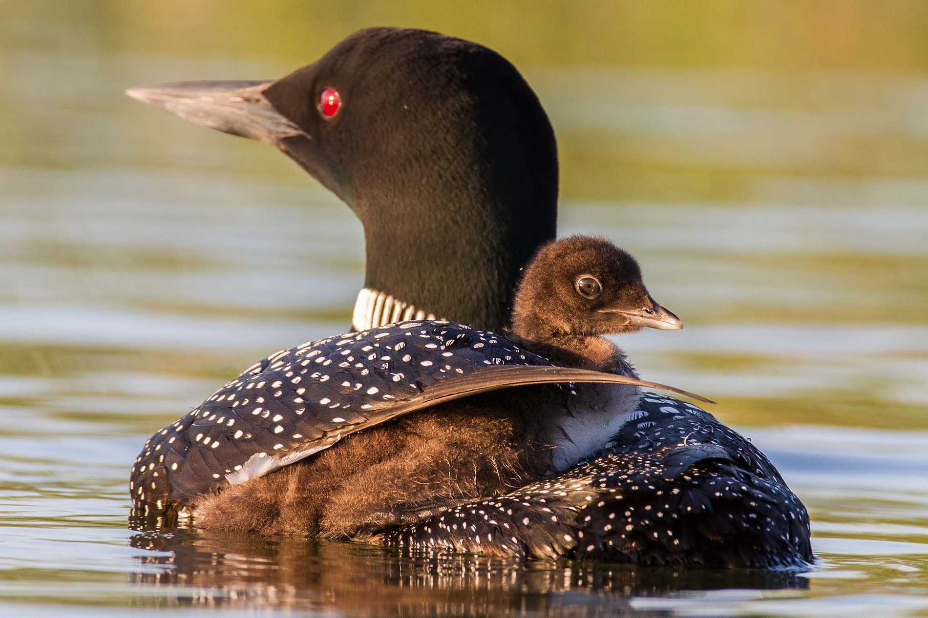 Common Loon | Audubon Field Guide