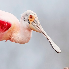 Roseate Spoonbill