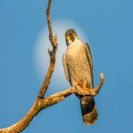 Falcons In Nebraska Birds of Nebraska, North Dakota, and South Dakota | Audubon