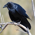 Chihuahuan Raven | Audubon Field Guide