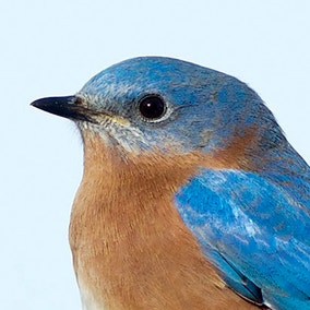 Eastern Bluebird