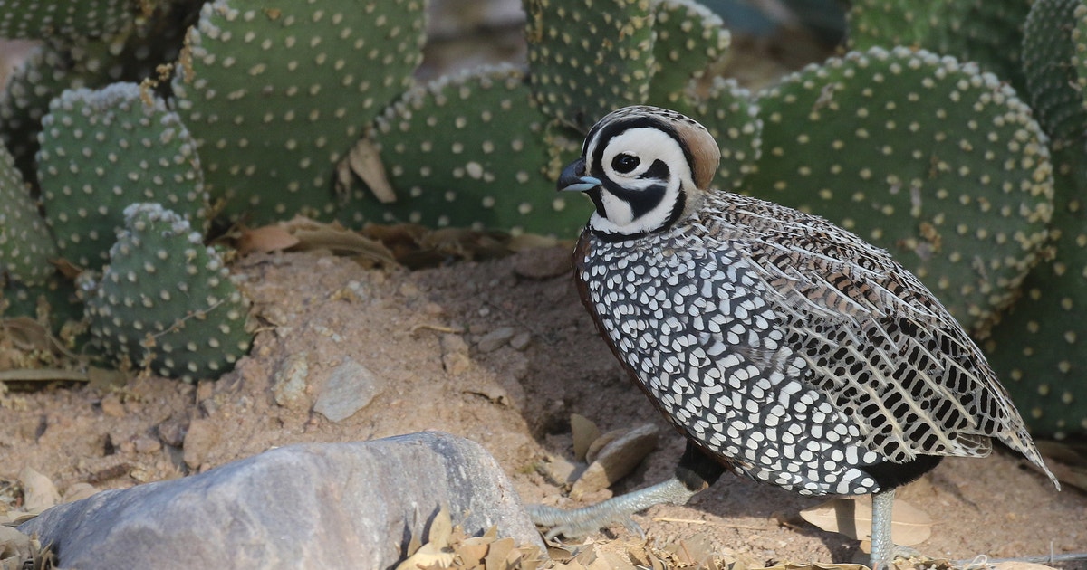Codorniz de Moctezuma | Audubon Field Guide