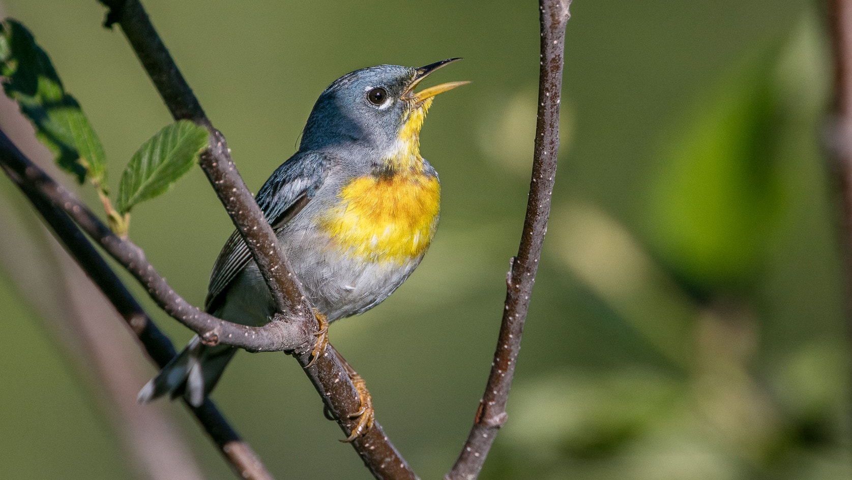 Northern Parula | Audubon Field Guide