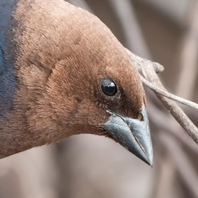 Brown-headed Cowbird