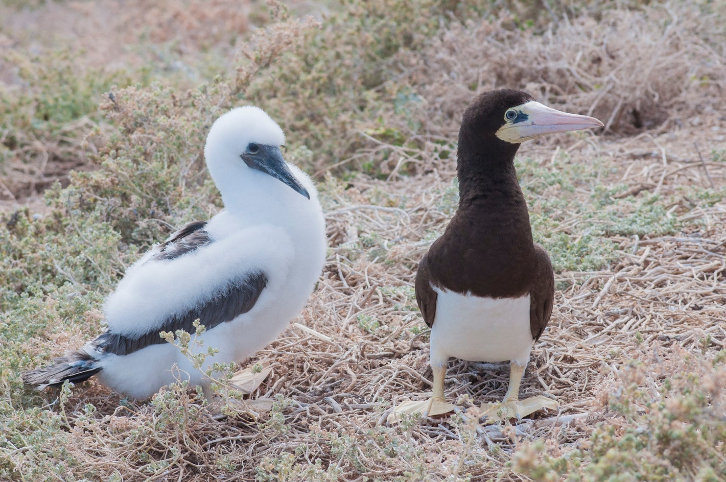 Brown Booby | Audubon Field Guide