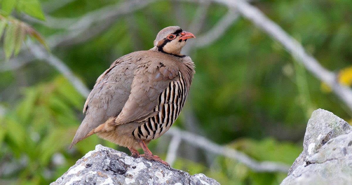 Chukar 探花精选 Field Guide