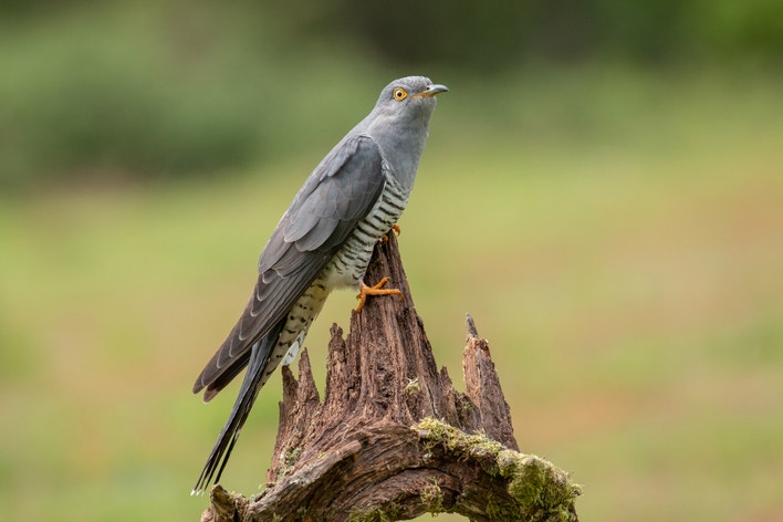 Adult male. Photo: James West/Flickr (CC BY-NC-ND-2.0)