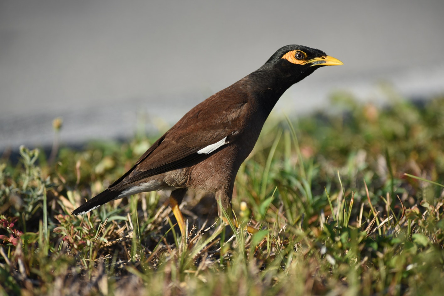 Colossal Myna Myna Bird Native Range