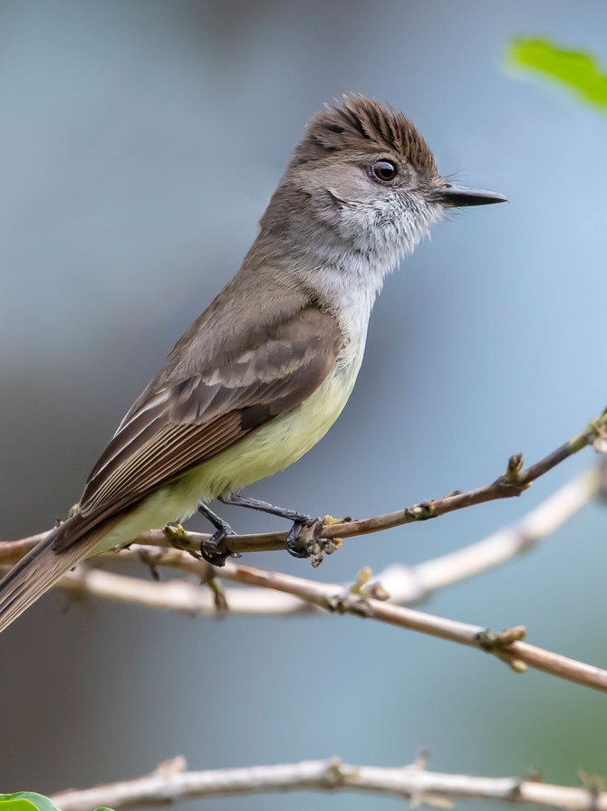 Cryptic Flycatcher Tyrant Flycatchers | Audubon