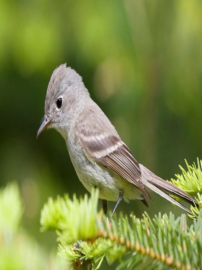 Cryptic Flycatcher Tyrant Flycatchers | Audubon