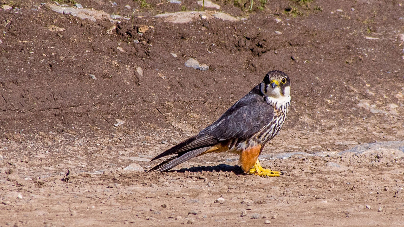 Eurasian Hobby | Audubon Field Guide